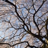 しだれ桜