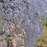 しだれ桜