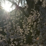 しだれ桜