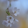 しだれ桜