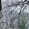 しだれ桜