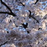 桜満開＾＾