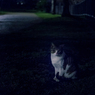 夜をくつろぐ。