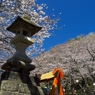 新蒲原の桜
