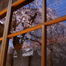 当麻寺_護念院_枝垂桜_03