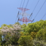 初夏の新緑＆500kV送電線