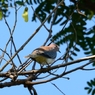 アフリカ不明鳥