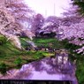 鏡面桜