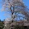 道路沿いの畑の桜