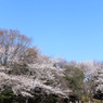 池のある公園の桜も満開＾＾