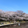 桜に優しい公園