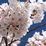 墨田の桜４