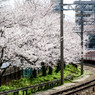 桜と電車