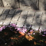 せせらぎにも桜♪
