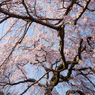 専称寺_枝垂桜_01