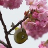 桜満開