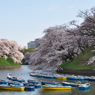 千鳥ヶ淵の朝