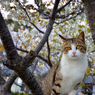 サクラと猫ちゃん