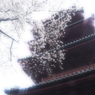 見上げれば春