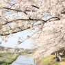 近所の桜　Ⅱ
