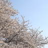 近所の桜　Ⅲ