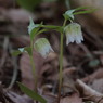 Spring ephemeral