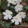 Spring ephemeral