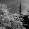 五重塔を望む