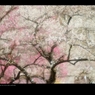 吉野梅郷9 