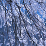 降り注ぐ春の雪
