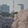 春色タワー