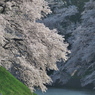 春色の千鳥が淵