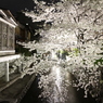 高瀬川の夜桜