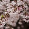 雨の桜　その1