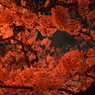 十四川桜まつり2014_夜桜1