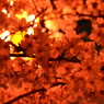 十四川桜まつり2014_夜桜2
