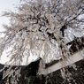 播磨一本堂 大糸桜 夕暮れ時