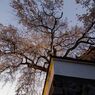 播磨一本堂 大糸桜 夕暮れ時　下から