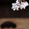 京都 祇園 さくら