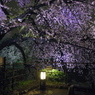 夜桜
