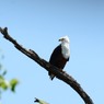 アフリカンフィシュイーグル