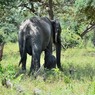 ホニュウゾウ