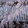 専称寺_枝垂桜_04