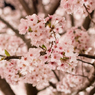 王子公園　夜桜通りぬけ