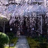 専称寺_枝垂桜_05