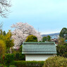 一本桜