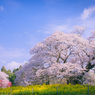 sakura～300年の時を超えて～