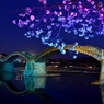 錦帯橋夜桜