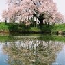 満開