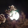 夜桜